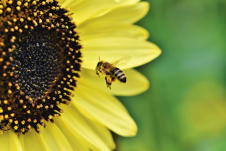 bee, honey bee, insect, flight, flying, pollen, blossom, bloom, animal, macro