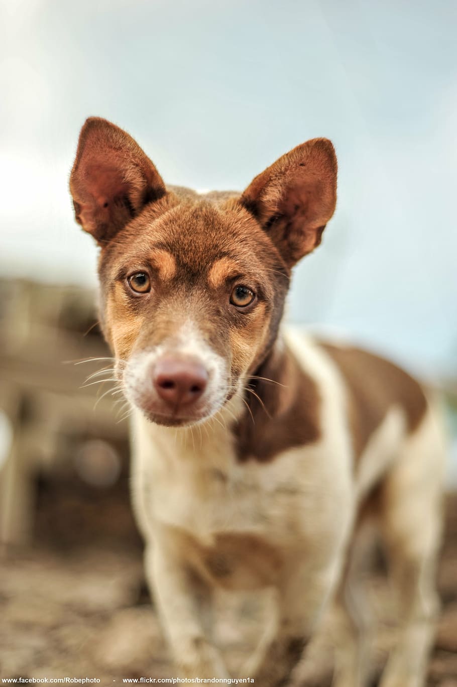 fotografia de close-up, branco, marrom, cachorro, animal, sozinho, um, cabeça, olhar para a frente, animal de estimação