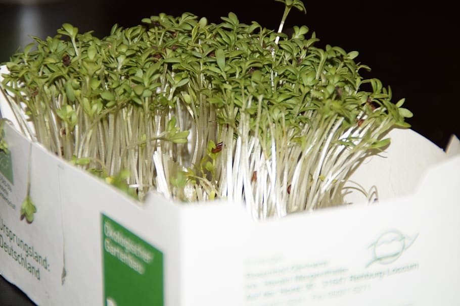 cress, fresh, grow, vitamins, healthy, food, eat, leaflets, green color, plant
