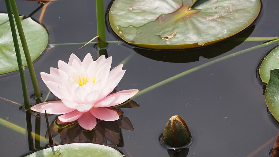 pink, lotus flower, lily pad, lily, lotus, flower, lake, leaf, waterlily, natural