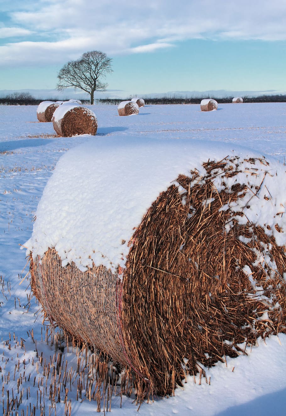 Hay, Bale, Straw, Agriculture, Field, hay, bale, farm, rural, country, crop