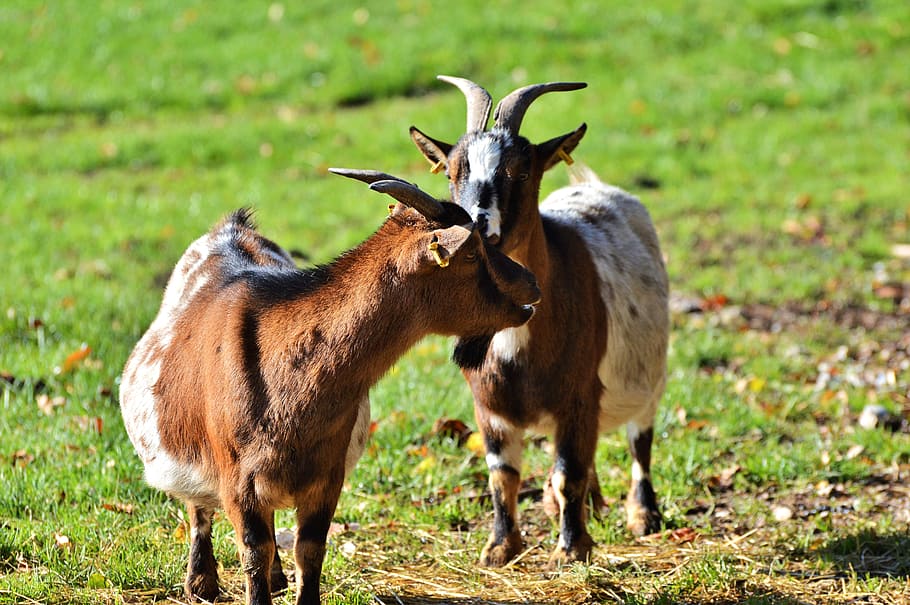 goat, livestock, billy goat, domestic goat, horns, goatee, bock, animal, nature, kid