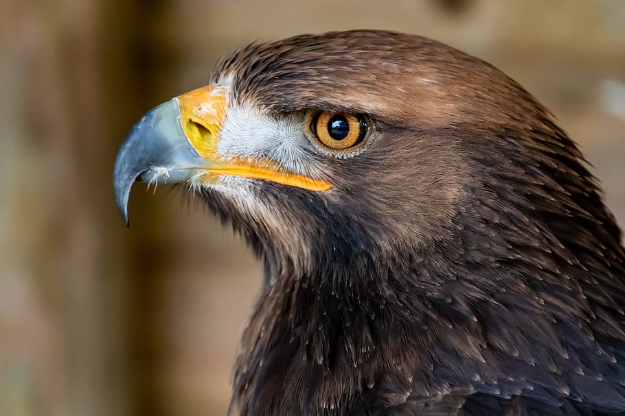 golden eagle, eagle, raptor, bird of prey, yellow eye, hawk eye, close up, predator, bill, feather