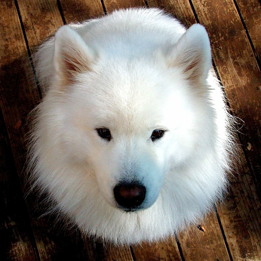 samoyedo blanco adulto, samoyedo, perro, perros felices, mascota, animal, cachorro, blanco, perro feliz, jugando
