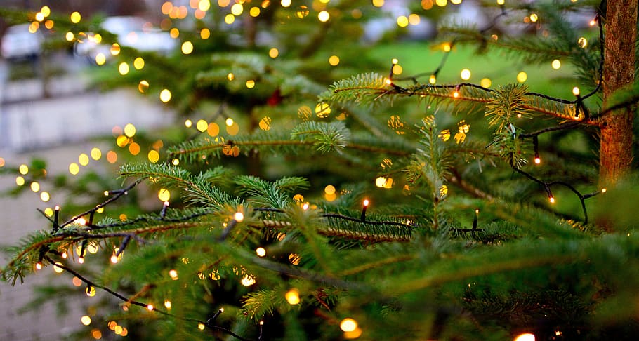 christmas, lichterkette, lighting, fir tree, christmas tree, christmas time, christmas ornaments, lights, advent, christmas decoration