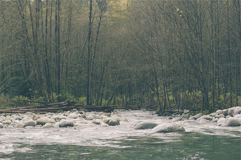 gray, stones, trees, body, water, panorama, photography, forest, river, rocks