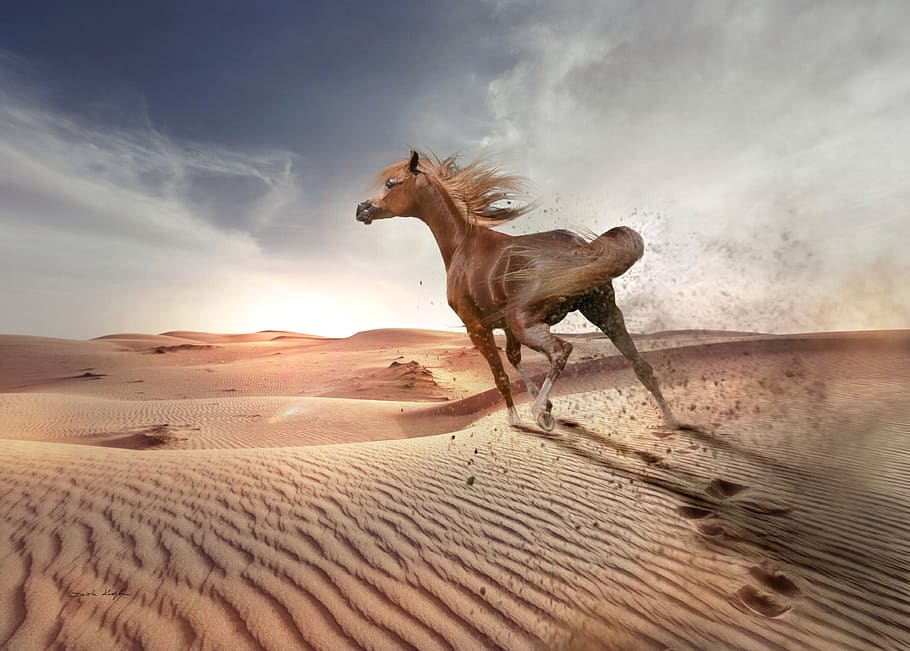 desert, sand, sky, nature, sunset, arabian horse, run, escape, dramatic, summer