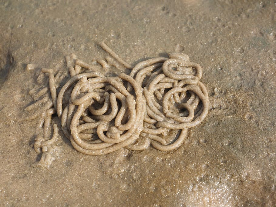 watt worm pile, lugworm, worm, arenicola marina, sand worm, pier worm, polychaete, wadden sea, north sea, droppings