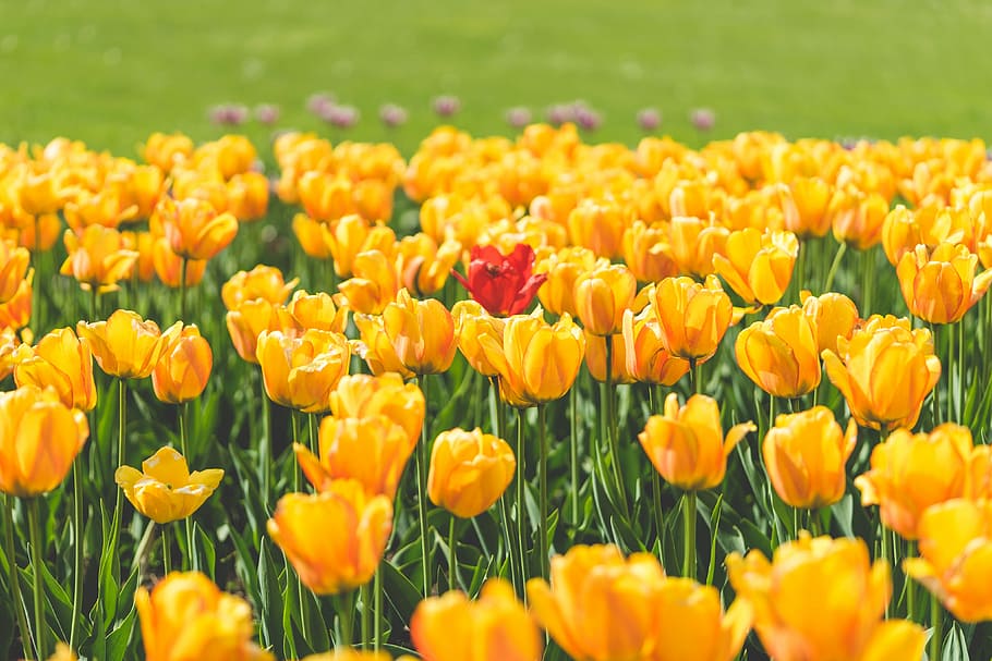 flor de tulipán, rodeado, uno, rojo, tulipán, amarillo, tulipanes, colorido, flores, jardines