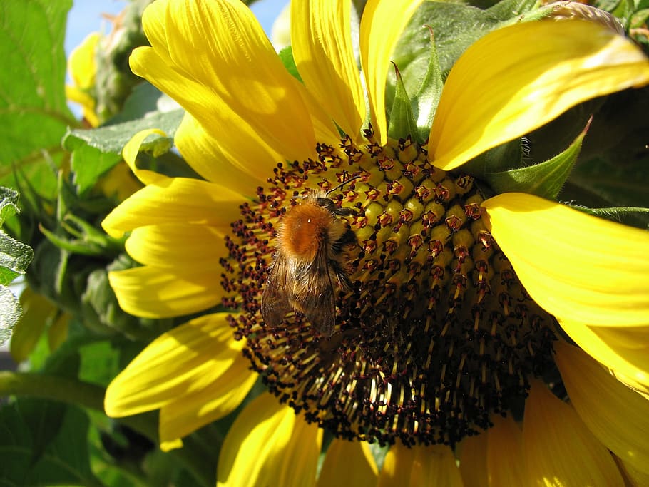 sun flower hummel, bee, sun flower, summer, hummel, pollination, blossom, bloom, flower, close