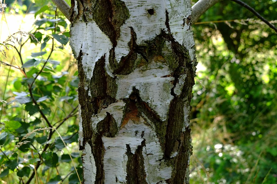 Кора березы картинки