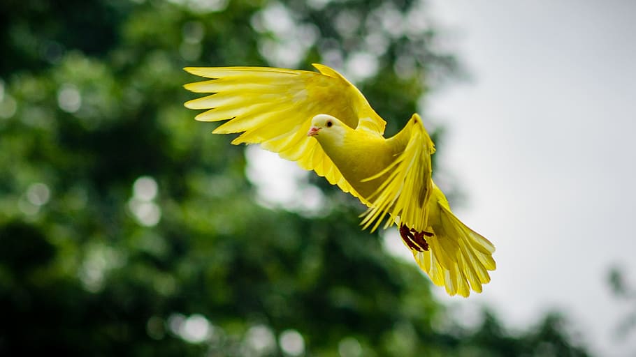 shallow, photography, yellow, pigeon, bird, dove, animal, wing, nature, flying