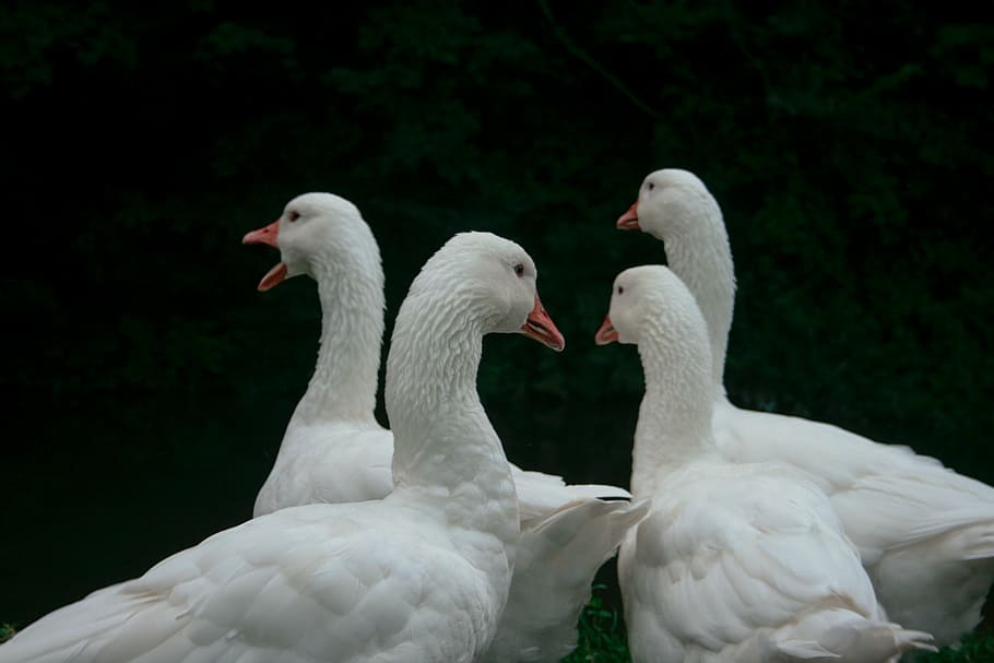 четыре белых утки, четыре, белые, лебеди, утка, лебедь, птица, животное, белый цвет, два животных