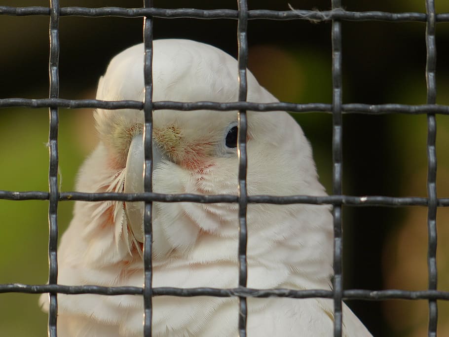 goffins cockatoo, cacatua goffiniana, cockatoo, imprisoned, grid, zoo, bird, parrot, scream, talk