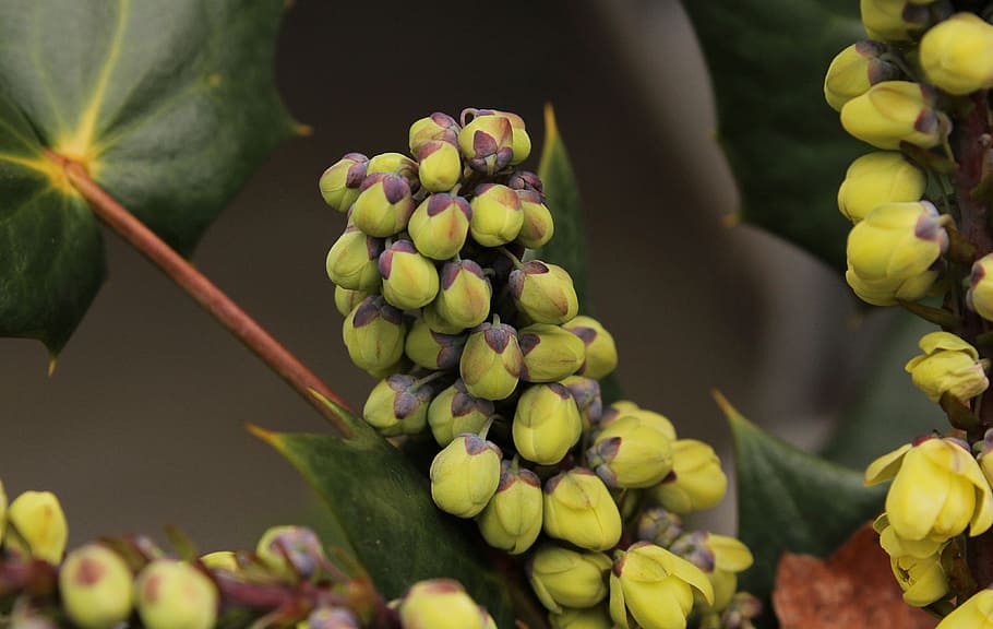 oregon, uva, azevinho, Oregon Grape Holly, Flor, Botões, oregon uva azevinho botões de flores, flores de inverno, mahonia, floração