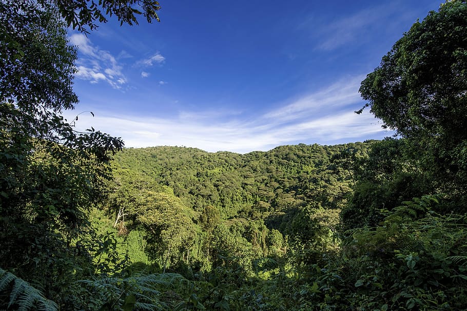 green, jungle, white, clouds, blue, sky, uganda, forest, hill, travel