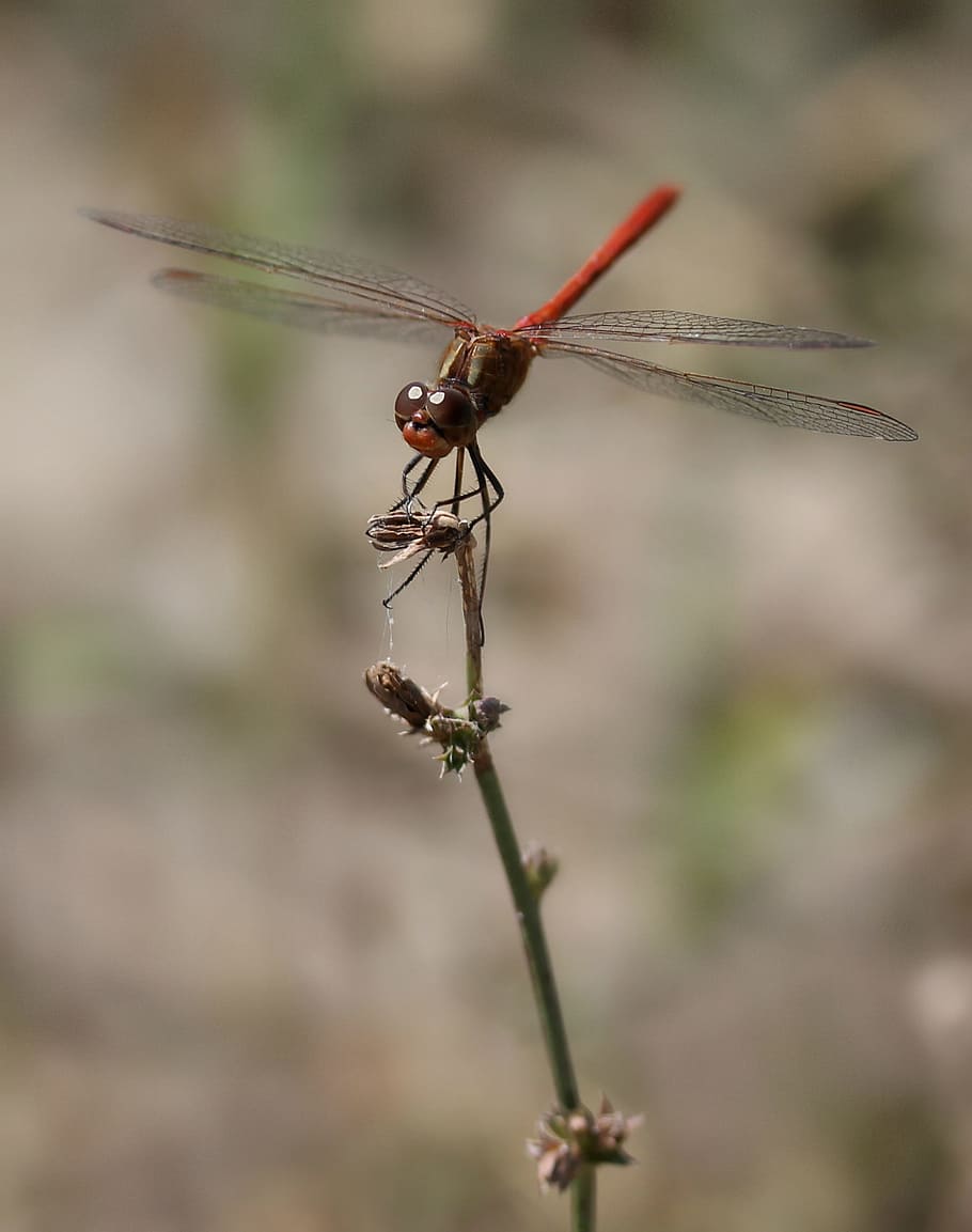 dragonfly, red, wings, insecta, insect, invertebrate, animal wildlife, animals in the wild, animal themes, focus on foreground