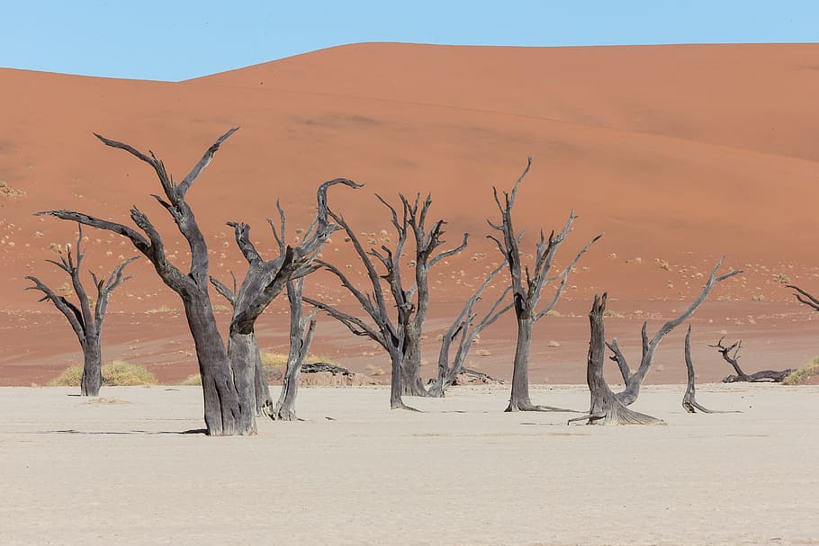 deadvlei, desert, tree, africa, namibia, namib-naukluft park, dead marsh, landscape, environment, sand