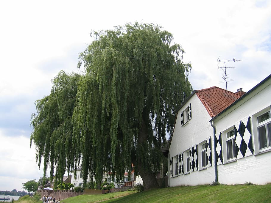 tree, niederrhein, rees, rhine, weeping willow, landscape, architecture, building exterior, built structure, plant