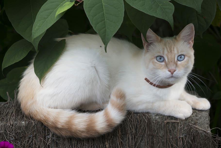 White Orange Cat Green Leaves Cat Cat Eyes Cat Eyes Blue Domestic Cat Pxfuel