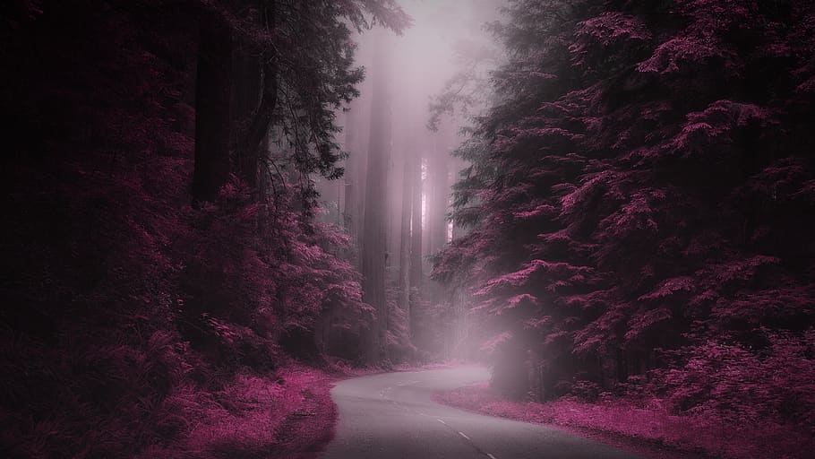 mystery, road, fantasy, magical, fog, forest, nature, landscape, night, path