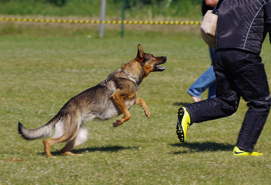 german shepherd dog, attack, competition, dog, mammal, domestic animals, pets, domestic, canine, one animal