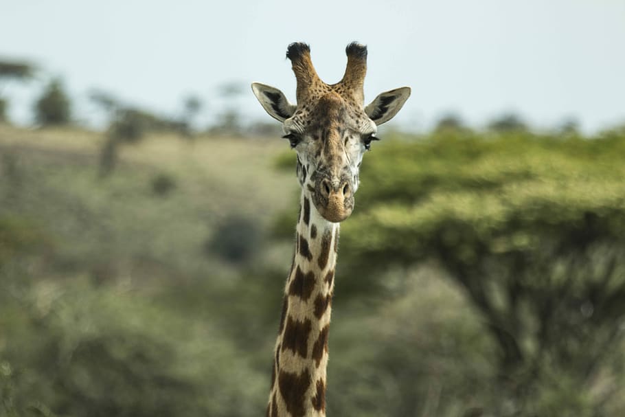 jirafa, fauna, animal, salvaje, africano, naturaleza, safari, marrón, alto, cabeza