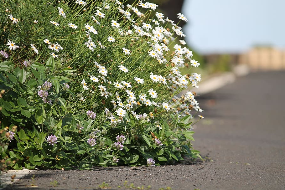 Nature, Flower Bed, White, Blossom, bloom, summer, road, flower, outdoors, plant