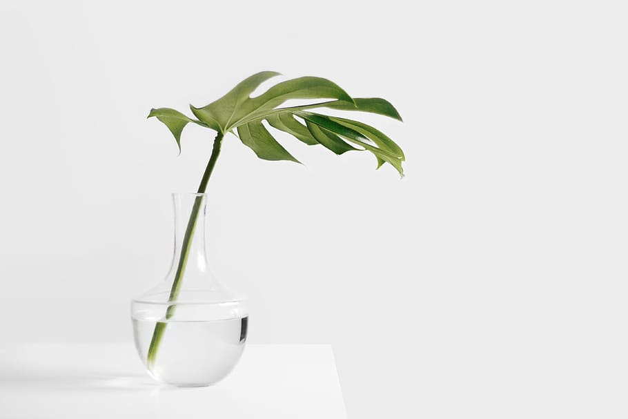 clear, glass vase, green, leaf, still, items, things, plant, stem, leaves