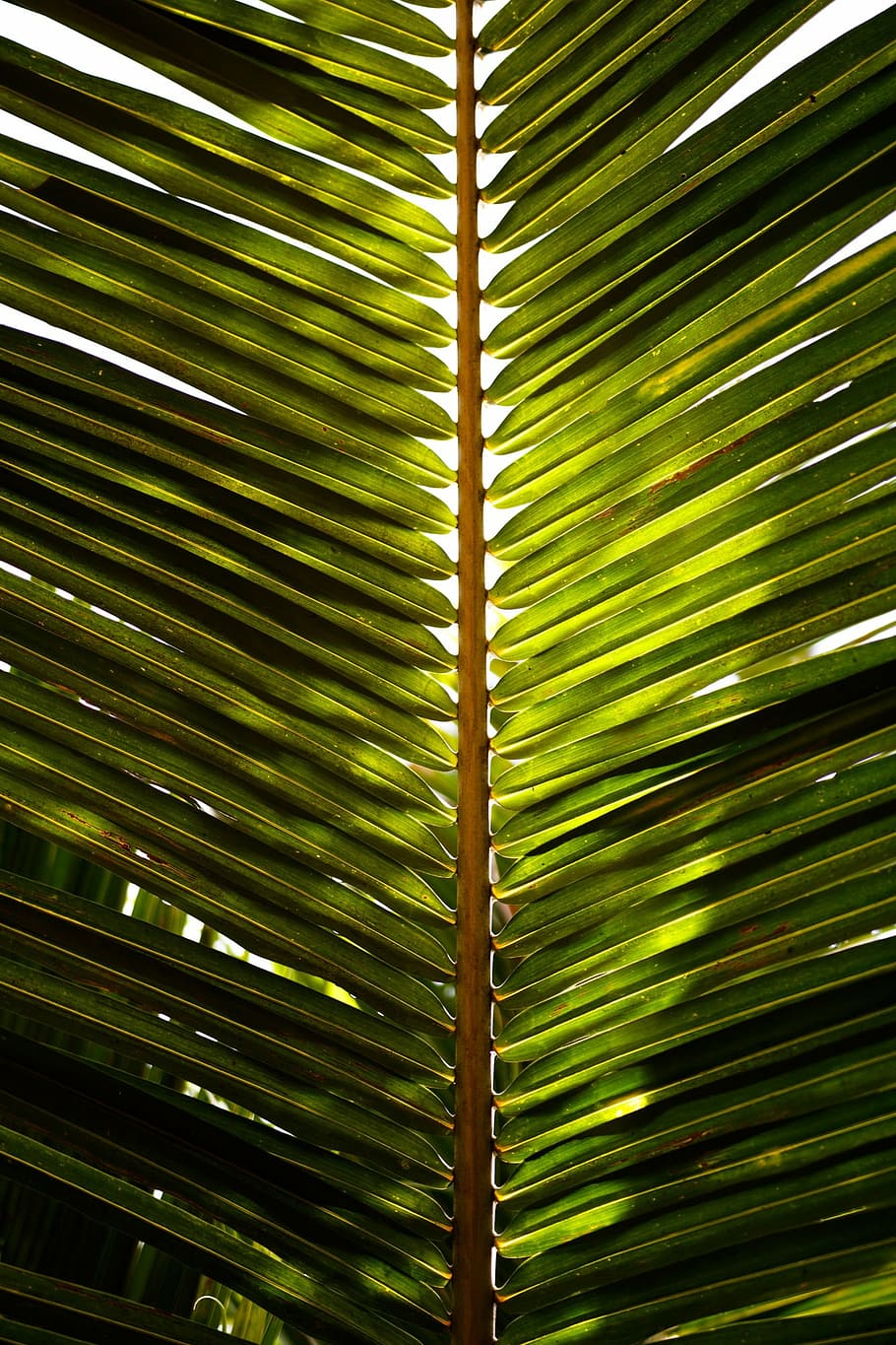 folha de coco, palma, tropical, verde, cor verde, folha de palmeira, palmeira, folha, folhagem, natureza