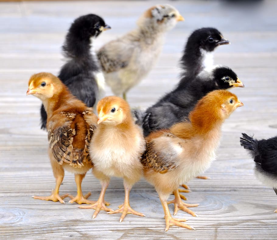стая, куриные цыплята, цыплята, курица, птица, ферма, новорожденный, домашний, пушистый, маленький