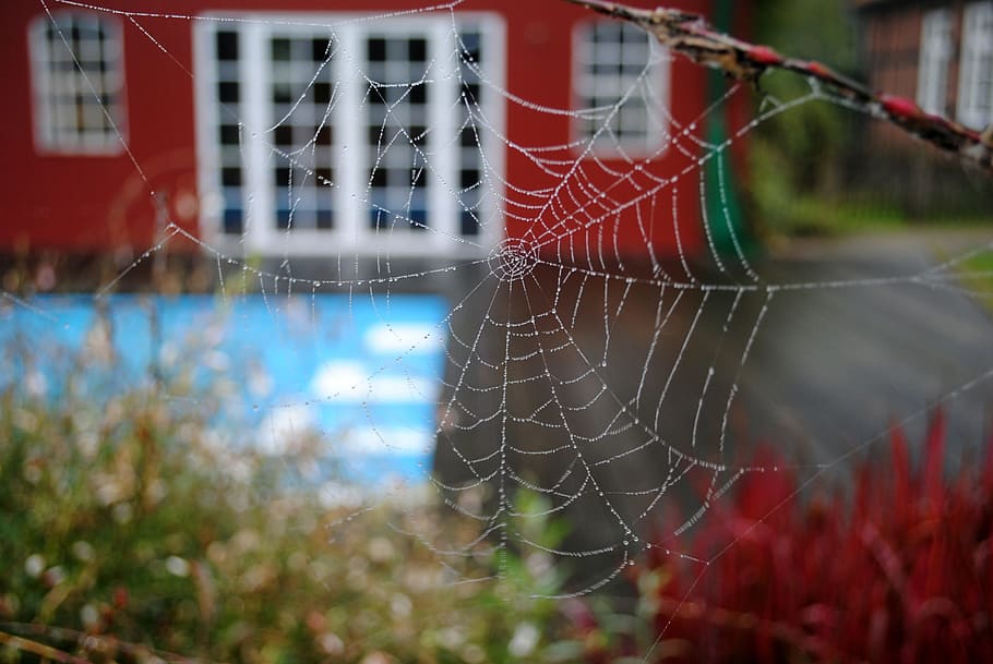 cobweb, nature, spider, spider web, fragility, vulnerability, focus on foreground, built structure, architecture, close-up