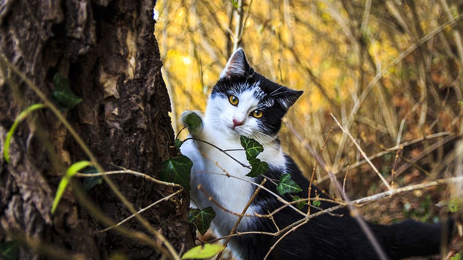 selective, photography, bi-color cat, browen tree, cat portrait, cat, domestic cat, cat's eyes, kitten, pet