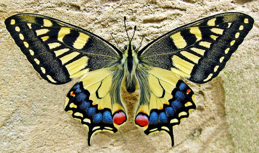 yellow, blue, butterfly, swallow tailed butterfly, insect, nature, swallowtail, colorful, black, bug