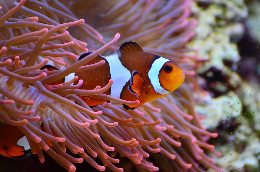 clown fish, yellow, anemone, close up, anemone fish, aquarium, amphiprion, fish, water creature, swim