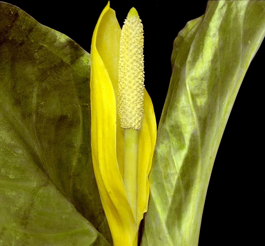 Flower, Plant, Western Skunk Cabbage, swamp lantern, blossom, blooming, fresh, yellow, odor, bog