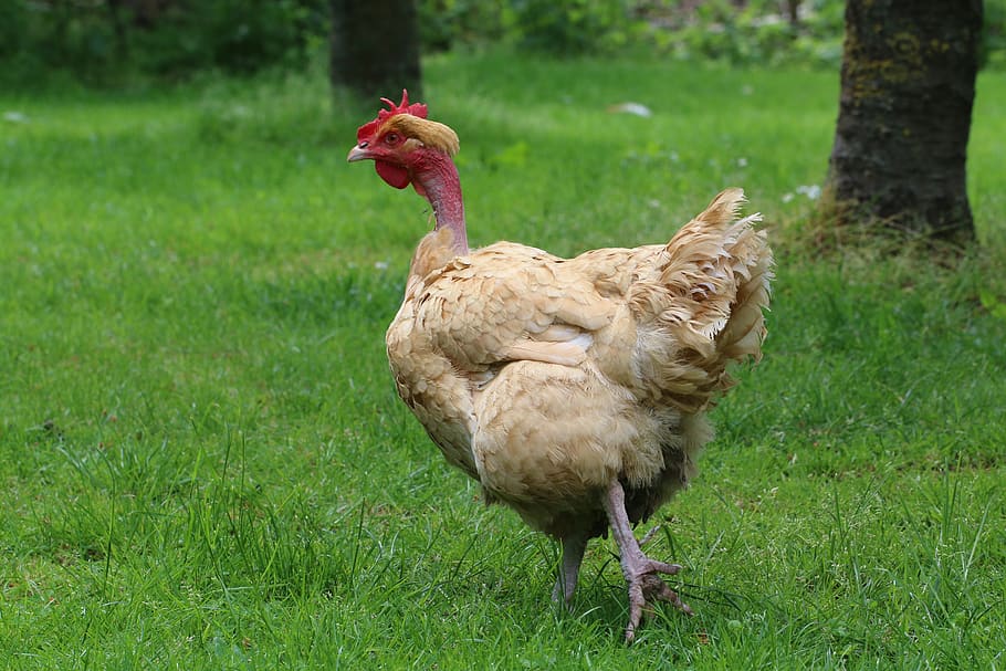 hen, naked neck, poultry, pen, agriculture, backyard, bird, race, grass, animal