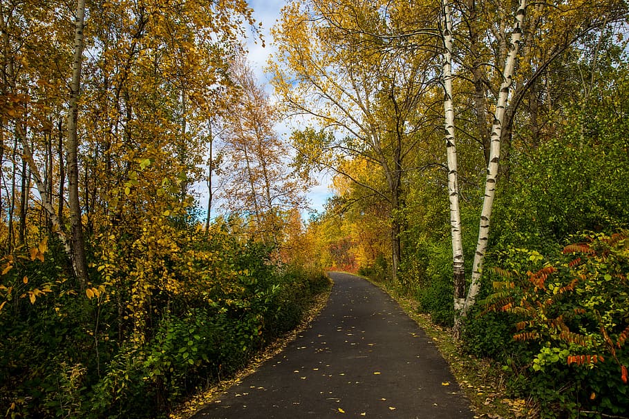 가을, 단풍, 잎, 노랑, 주황색, 나무, 도로, 통로, 공원, 자연