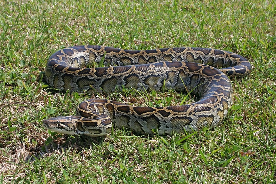 gris, marrón, serpiente anaconda, verde, césped, pitón birmano, serpiente, tierra, hierba, en espiral