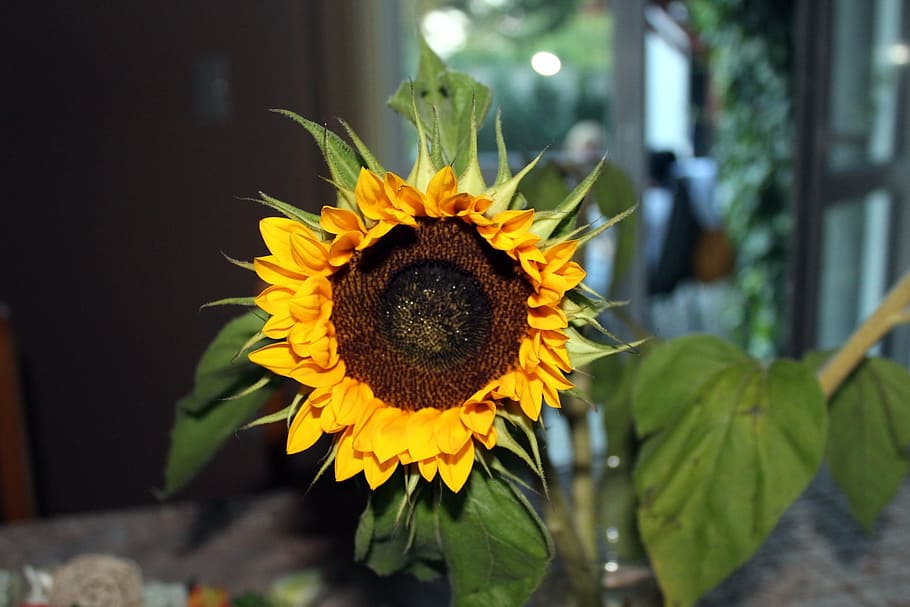 ornamental sunflower, flower, flowering, nature, plant, yellow, decoration, ornament, large flowers, flowering plant