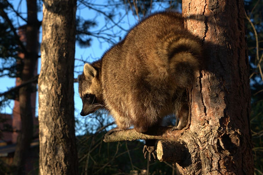 Fur tree