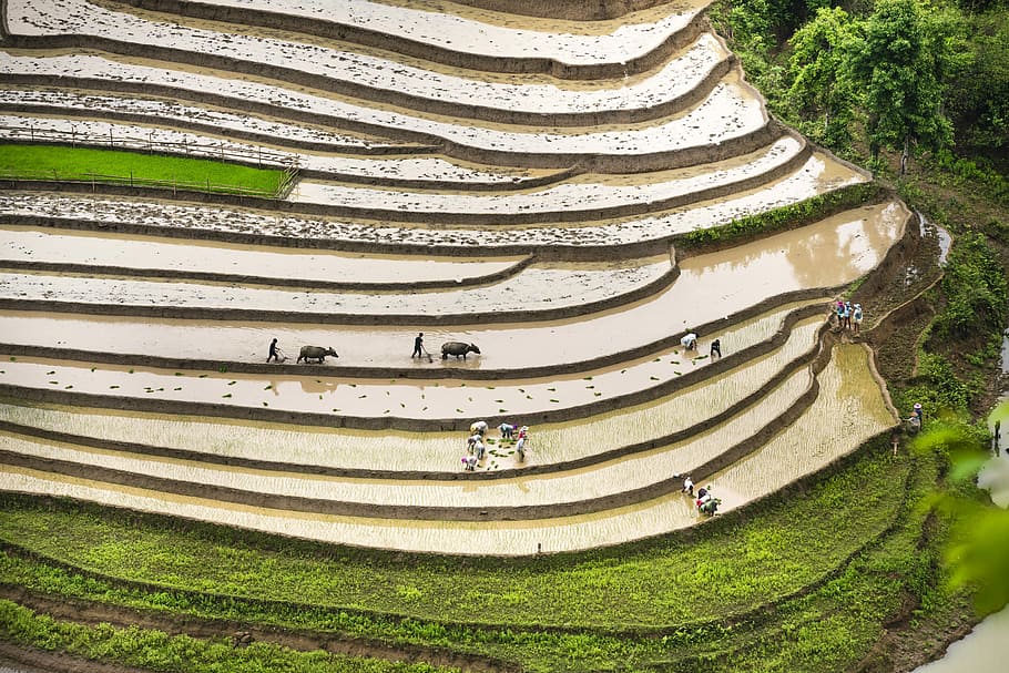 people, working, rice terraces, aerial, photography, daytime, blind stretch comb, ytý, lao cai, water