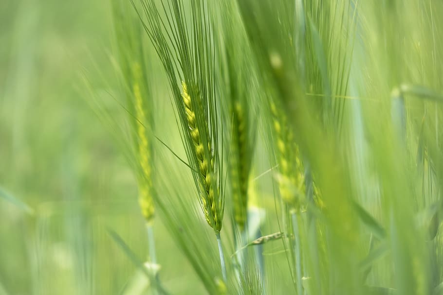 barley, cereals, ear, cornfield, field, grain, barley field, agriculture, arable, crop