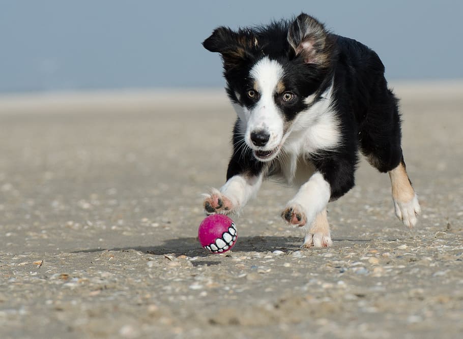 black, white, border collie puppy, playing, pink, ball, daytime, ball junkie, ball hunting, collie