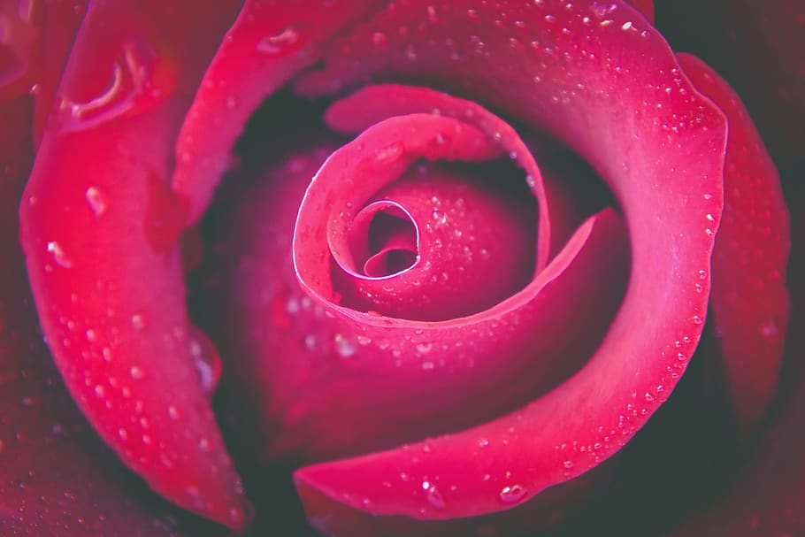 beautiful, pink rose, red rose, love, romance, plant, flora, botany, floral, lovele