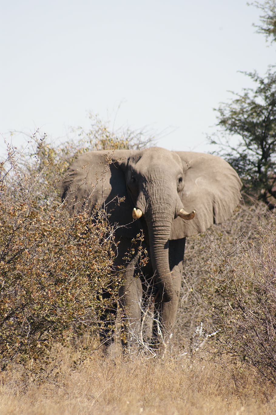 elephant, bull, botswana, majestic, africa, safari, kalahari, savannah, elephant boy, animal
