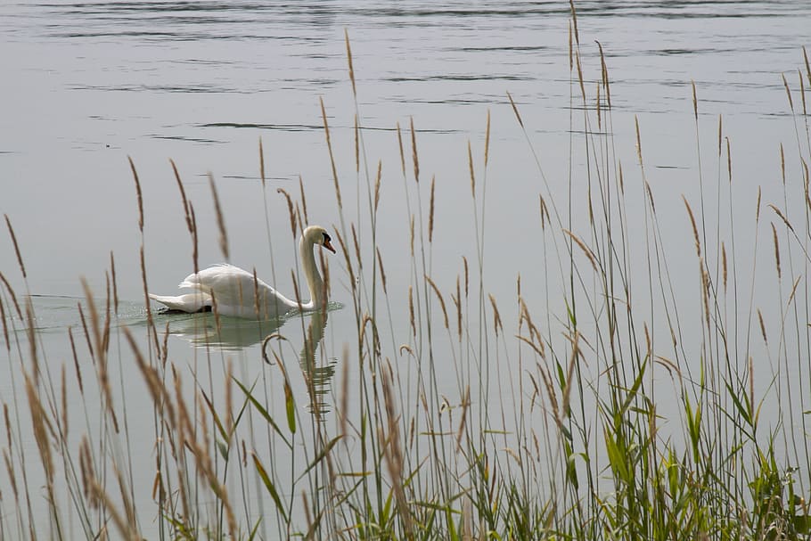 swan, nature, lake, mainau, water bird, water, swans, bird, animal world, waters