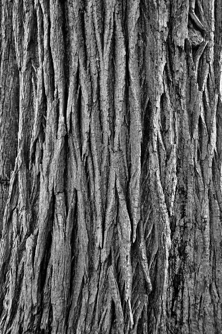 tree bark, pattern, rough, nature, forest, wood, woods, grain, cracked, surface