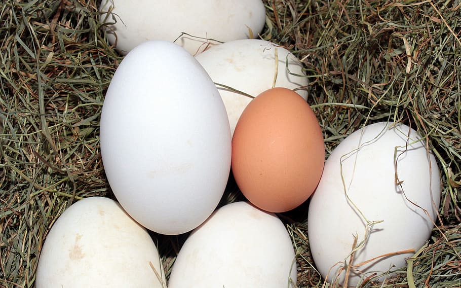 brown, egg, surrounded, white, eggs, geese eggs, hen's egg, comparison, nutritious, vitamins