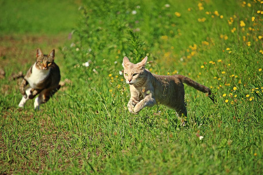 two, brown, cats, running, grass field, daytime, cat, kitten, hunting, play